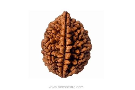 2 mukhi rudraksha tantraastro