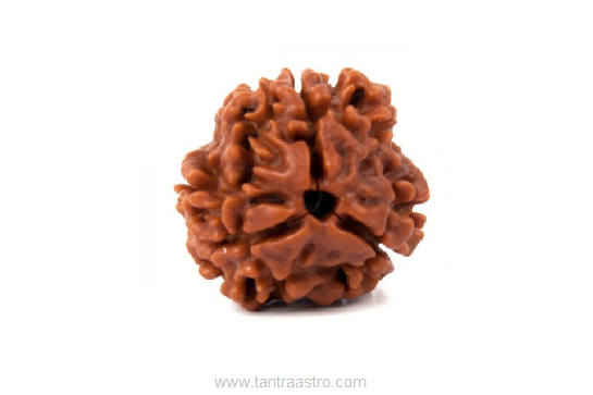 3-mukhi-rudraksha-tantraastro