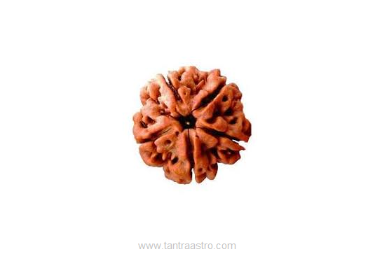 5-mukhi-rudraksha-tantraastro