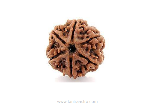 6 mukhi rudraksha tantraastro