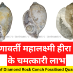 heera-shankh-Diamond-Rock-Conch-Fossilised-Quartz-Shells